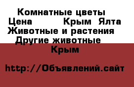 Комнатные цветы › Цена ­ 500 - Крым, Ялта Животные и растения » Другие животные   . Крым
